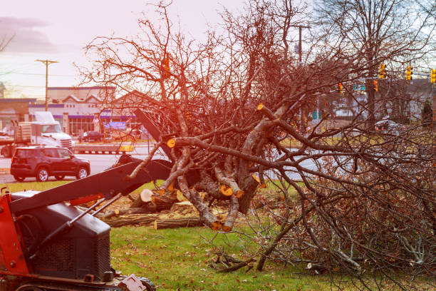 Best Tree Removal  in Alba, NY